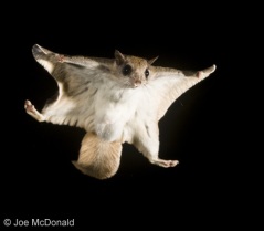 Southern-Flying-Squirrel-Photo-Credit-Joe-McDonald2